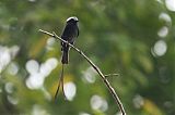 Long-tailed Tyrant